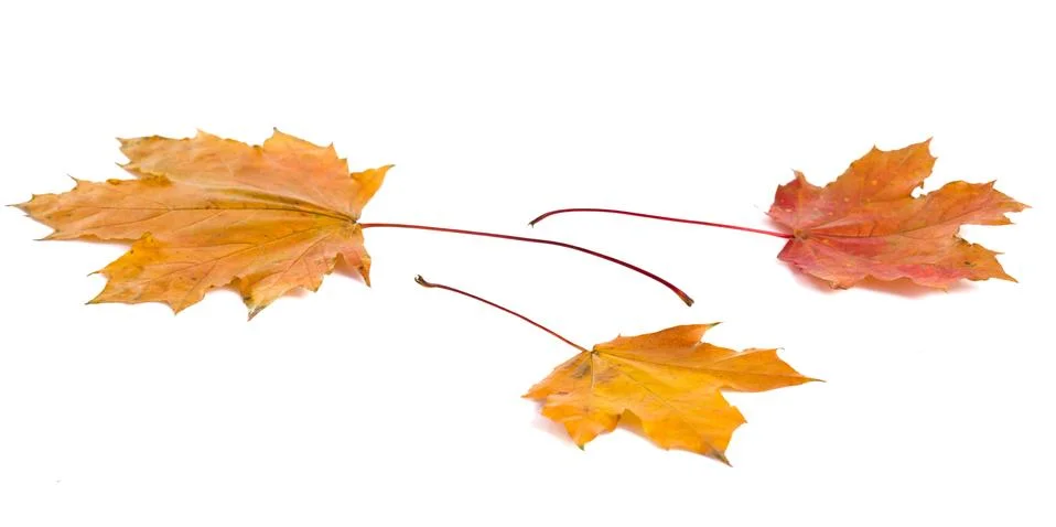 Yellow leaf Stock Photos