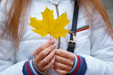 Yellow leaf Stock Photos