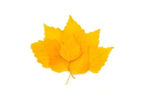 Yellow leaf Stock Photos