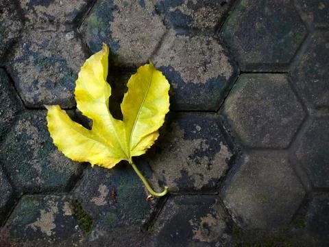 Yellow Leaf Stock Photos