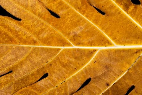  yellow leaf Stock Photos