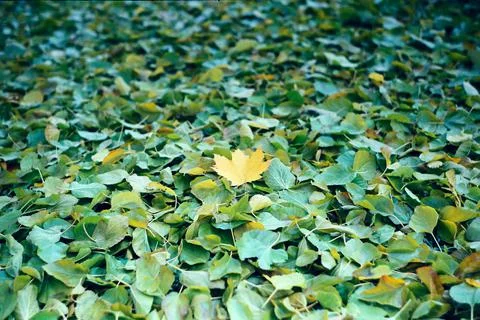 Yellow leaf 스톡 사진