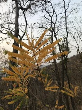 The yellow leaf Stock Photos