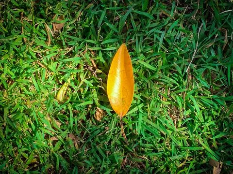 Yellow leaf Stock Photos