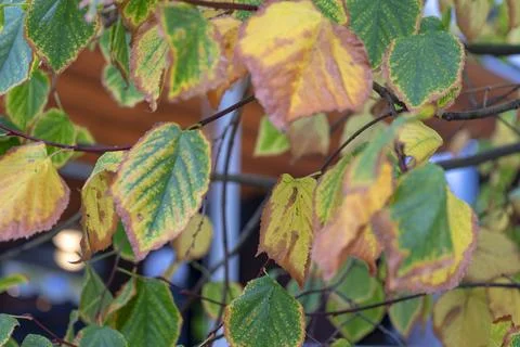 Yellow leaf. Stock Photos
