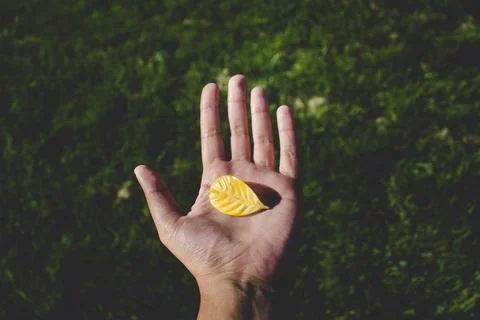 Yellow leaf. Stock Photos