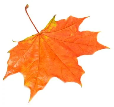 Yellow leaf Stock Photos