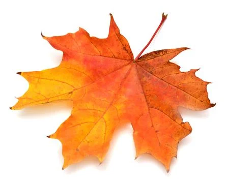 Yellow leaf Stock Photos