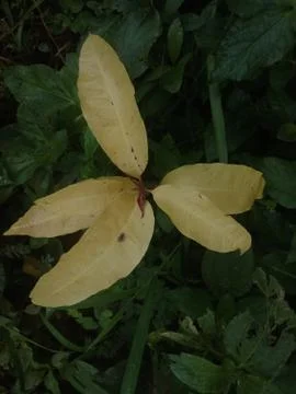 Yellow leaf plant Stock Photos
