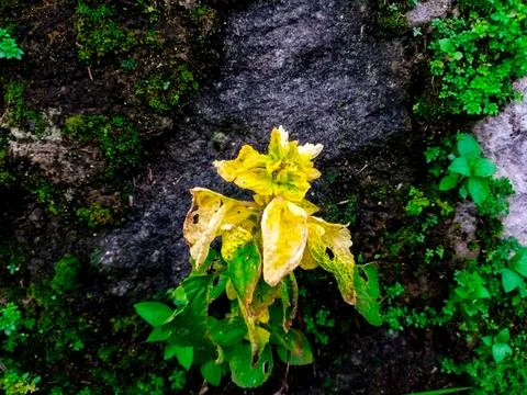 Yellow Leaf Plant Texture Foto stock
