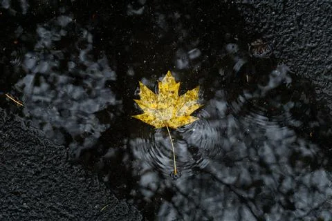 A Yellow Leaf in a Puddle Stock Photos