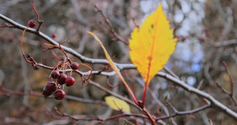Yellow leaf with red berries on a blurred branch view 库存影片 289448875