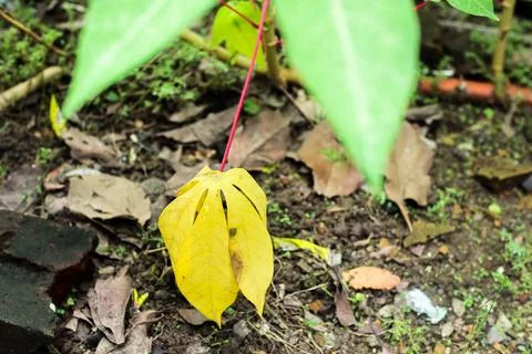 Yellow Leaf with Red Stem on the Ground Foto stock