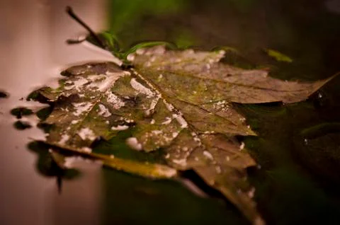 Yellow Leaf Reflection Stock Photos