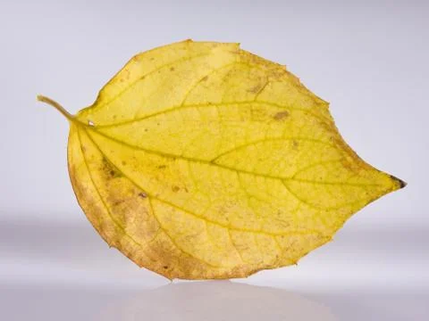 Yellow leaf reflection Stock Photos