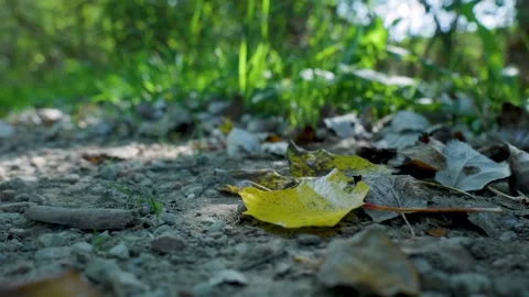 Yellow leaf resting on forest ground path Video stock 323384824