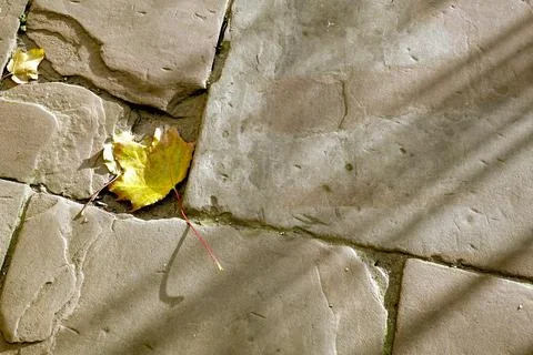 Yellow Leaf Rests on Pavement During Autumn Season in a Quiet Outdoor Area Stock Photos