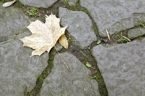 Yellow Leaf Rests on Stone Pavement During Autumn Season in a Quiet Park Se.. Stock Photos