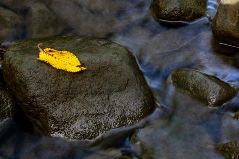 Yellow leaf on a rock in a stream Stock Photos