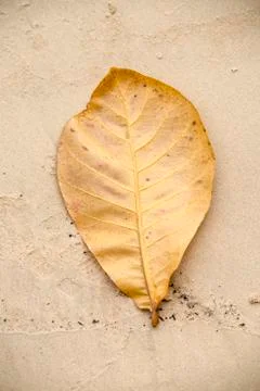 Yellow leaf on sand Stock Photos