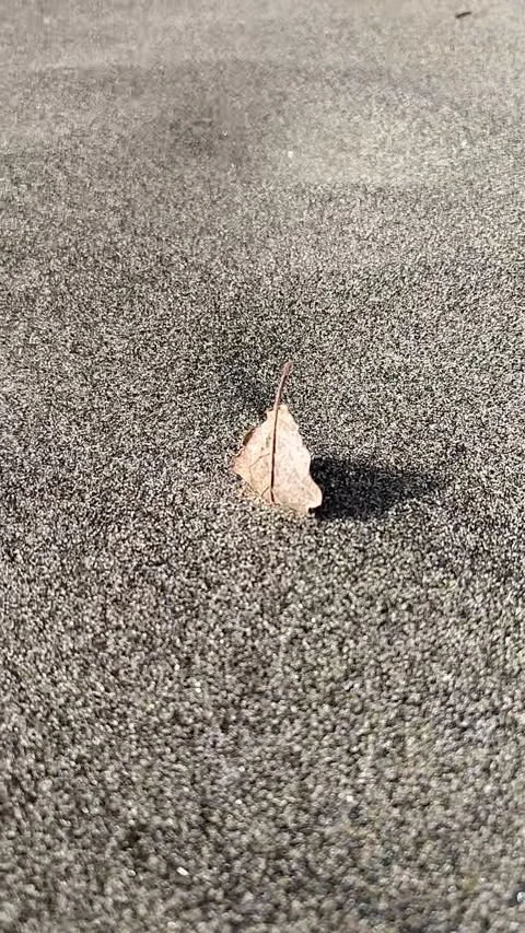 Yellow leaf in the sand. Strong wind moves the sand Vídeo Stock 148155228