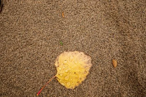 Yellow leaf on sandy beach texture background Stock Photos