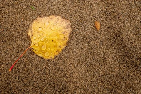 Yellow leaf on sandy beach texture background Stock Photos