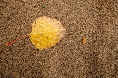 Yellow leaf on sandy beach texture background Stock Photos