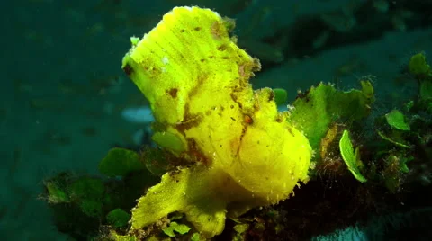 Yellow Leaf Scorpionfish Stock Footage 59780897