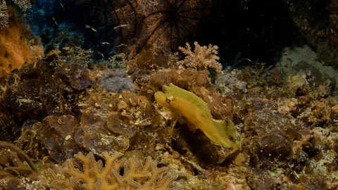 Yellow Leaf Scorpionfish Stock Footage 112233945