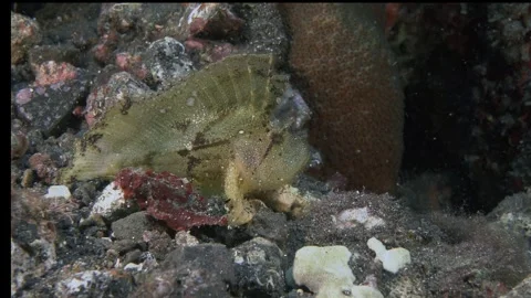 Yellow Leaf scorpionfish Stock Footage 241761895