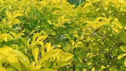 Yellow leaf shoot plant which looks lush. Stock Footage 329092858