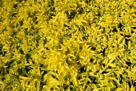 Yellow leaf shrub Stock Photos