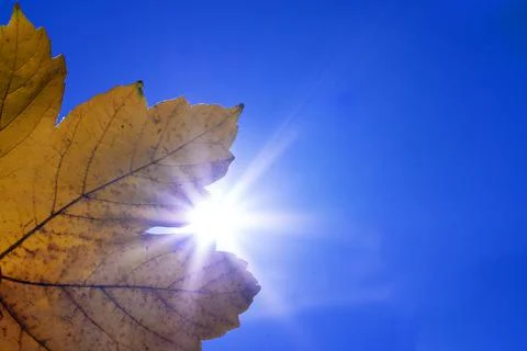 Yellow leaf. sky Stock Photos