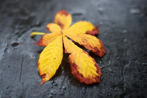 Yellow leaf on slate Stock Photos