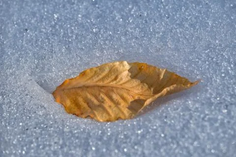 Yellow leaf in snow Stock Photos