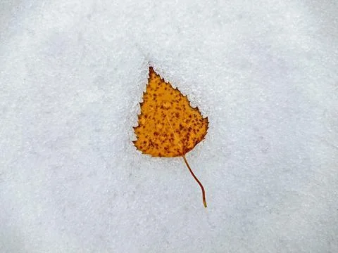Yellow leaf on the snow Stock Photos