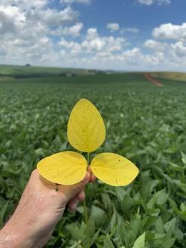 Yellow Leaf in Soybean Field Stock Photos