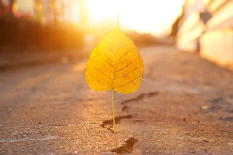Yellow leaf stab down on crack street in sunset, soft focus 스톡 사진