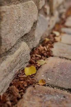 Yellow leaf standing out from the crowd of brown leaves in Vysehrad Prague Stock Photos