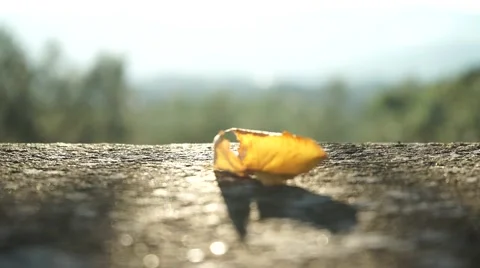 Yellow leaf on a stone wall Stock Footage 43949853