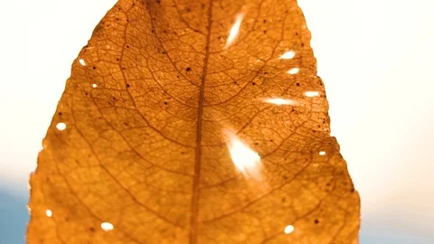 Yellow leaf at sunset in winter close up Stock Footage 121271621