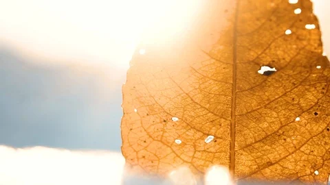 Yellow leaf at sunset in winter close up Stock Footage 121271645