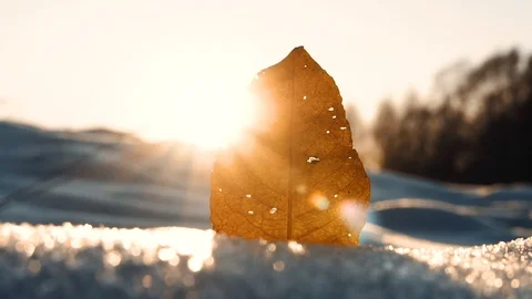 Yellow leaf at sunset in winter Stock Footage 121271600