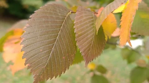 A yellow leaf sways in a light wind Stock-Footage 318320215