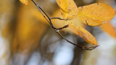 Yellow leaf sways in the wind - Closeup Stock Footage 35287818