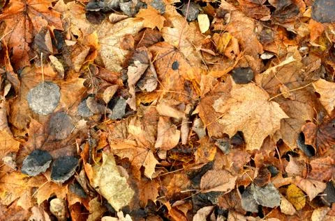 Yellow Leaf texture background. Carpet of autumn leaves. Stock Photos