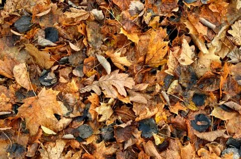 Yellow Leaf texture background. Carpet of autumn leaves. Stock Photos