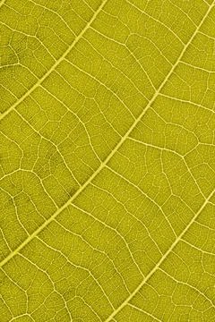 Yellow leaf texture background with light behind. 스톡 사진