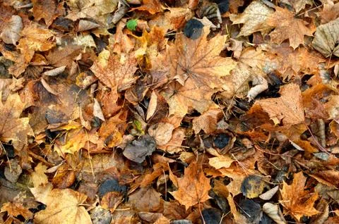 Yellow leaf texture. Leaf texture background. Stock Photos